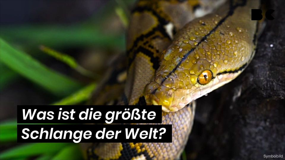 Was ist die größte Schlange der Welt? - BuzzClips