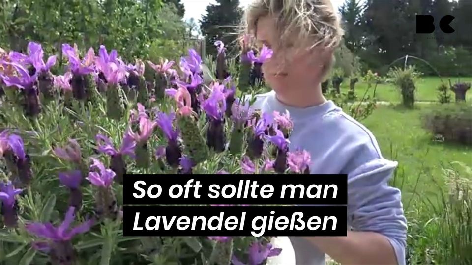 57+ Wie Oft Muss Man Lavendel Im Topf Gießen, Lavendel in