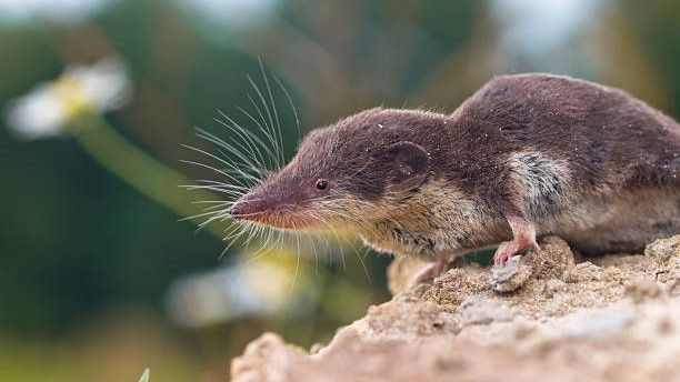 Seltene Borna-Virus-Infektion in Bayern: Gefahr für Mensch und Tier