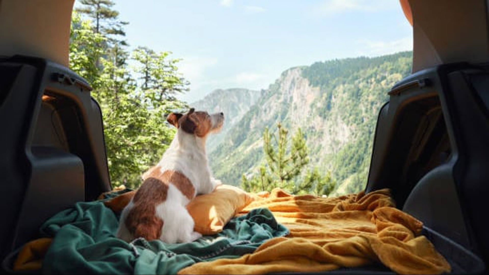 Traveling with Your Dog: The Guide to a Peaceful and Happy Adventure