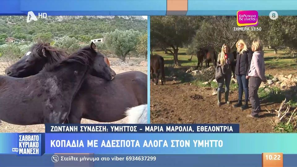 6 / 10: Κοπάδια με αδέσποτα άλογα στον Υμηττό - «Αν έχουμε κι άλλες γεννήσεις σημαίνει... καταστροφή»