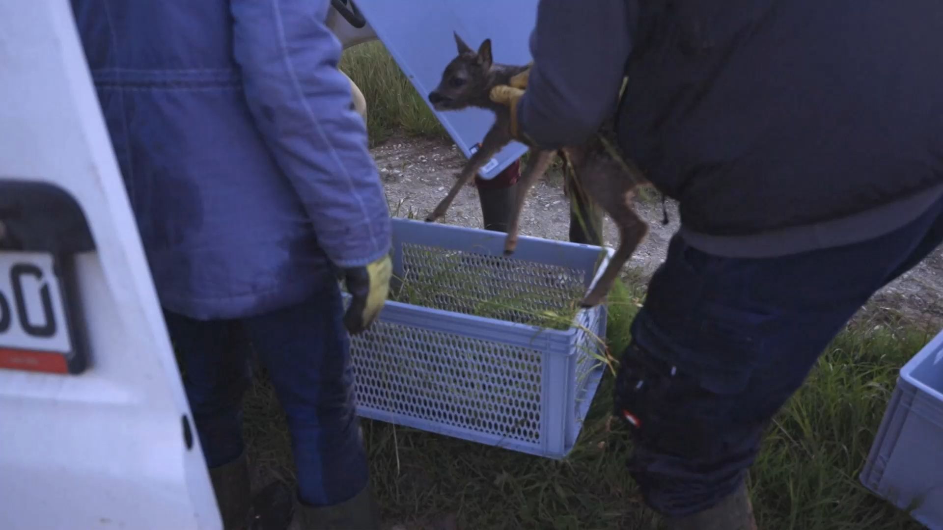 Rehkitzrettung auf Tour: Ehrenamtliche als tierische Helfer