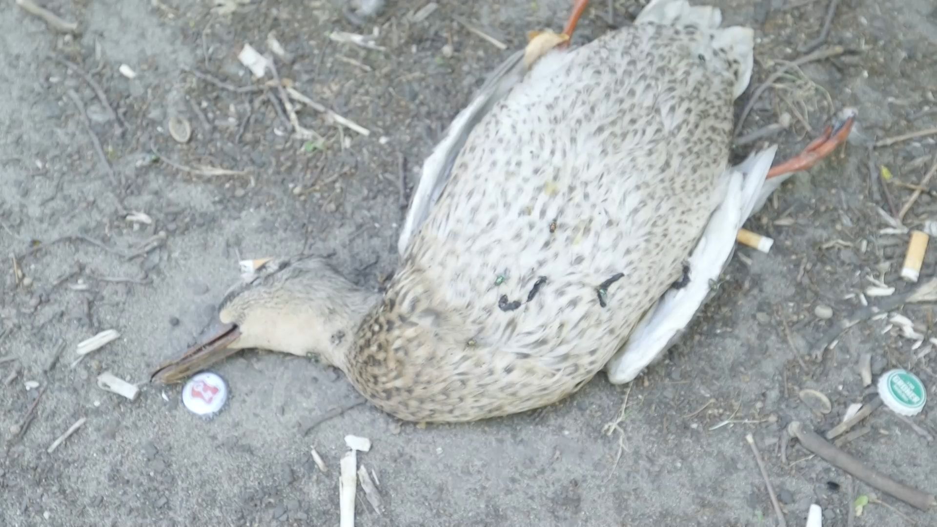 Video: Vogelgrippe erstmals in Weißenburg-Gunzenhausen: Mögliche Stallpflicht