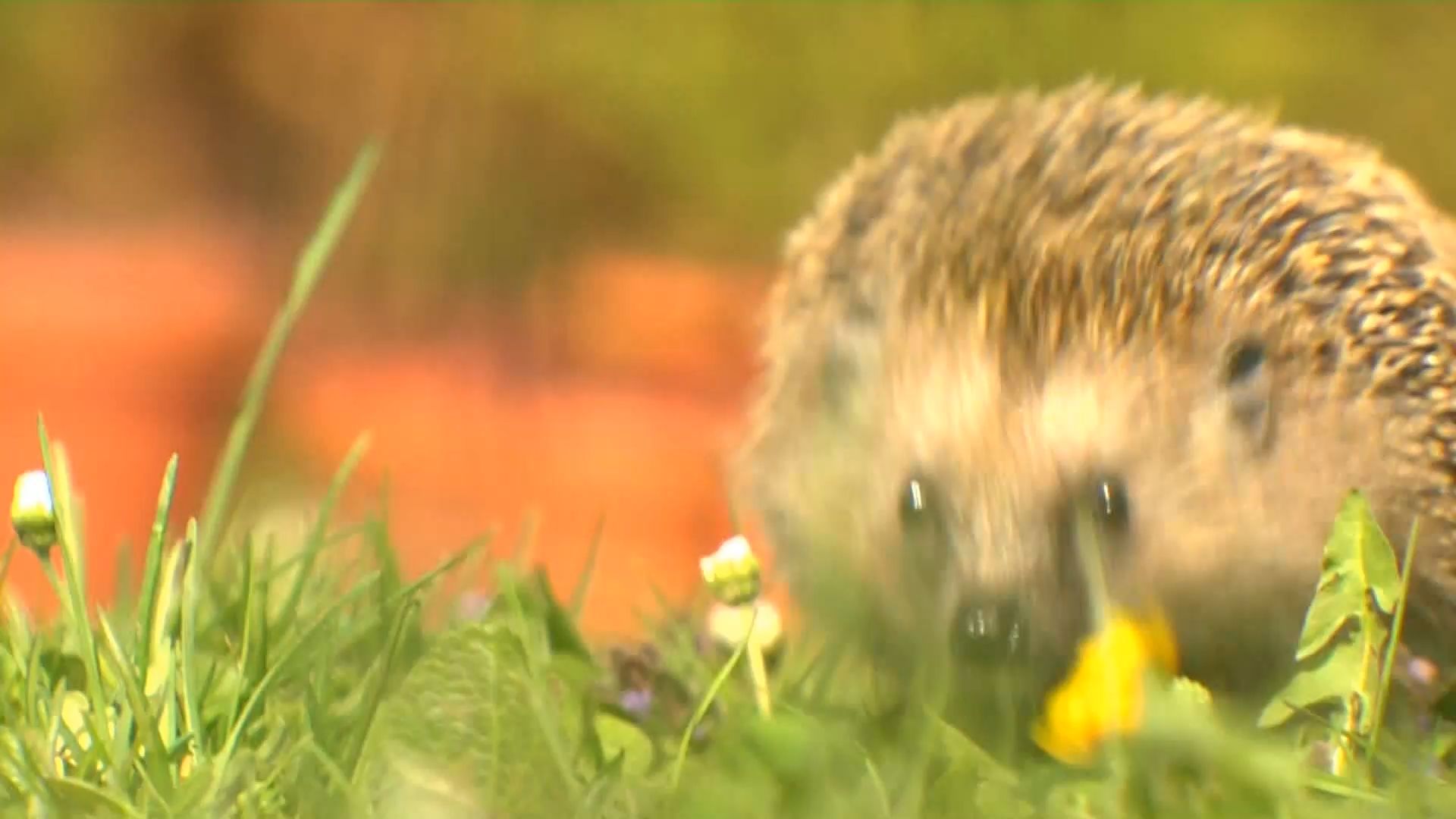 Video: Winterschlaf unter Stress: Tiere und die immer wärmer werdenden Winter