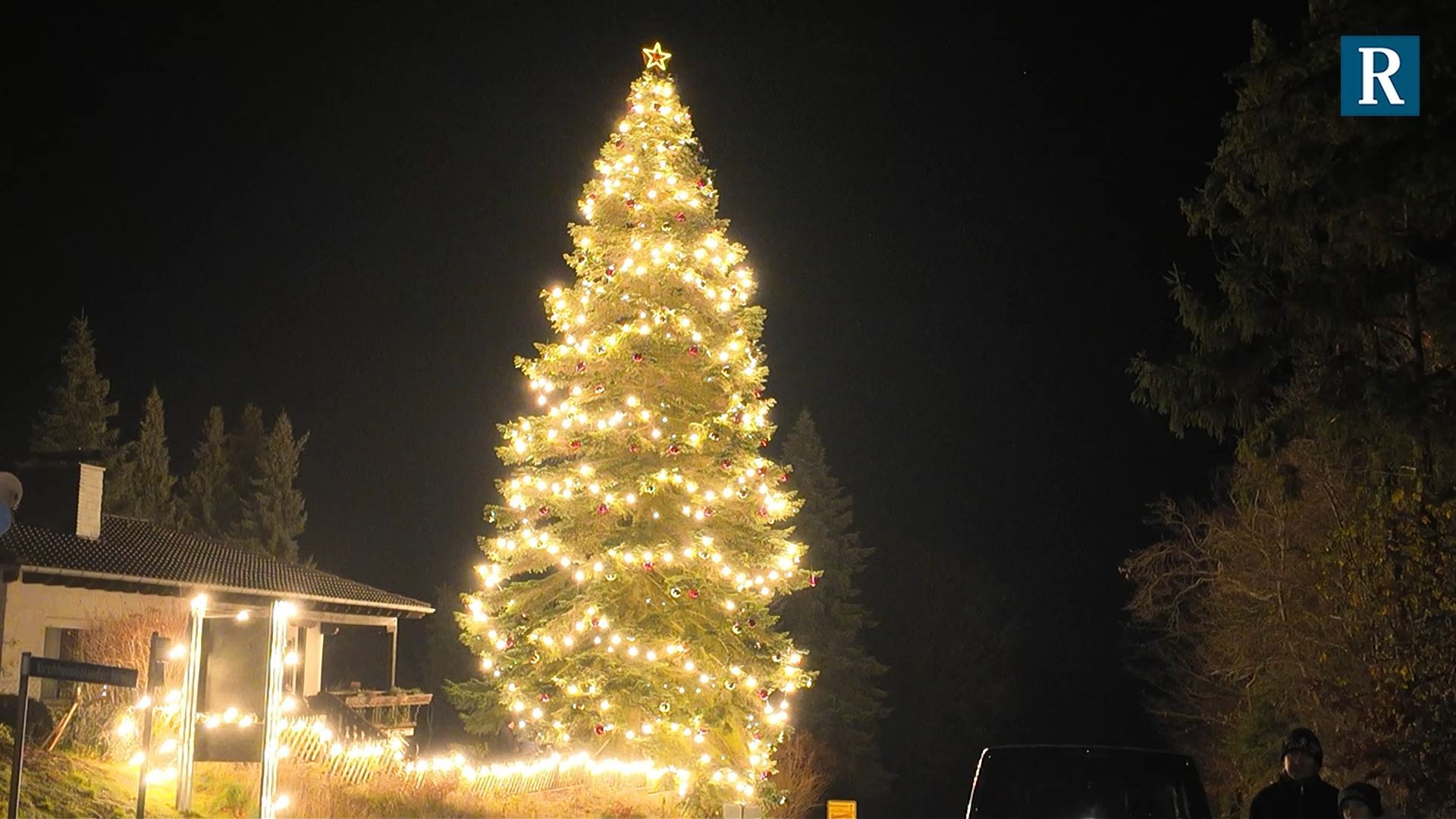 Dannenfels: This is how a 20-meter high spruce becomes a Christmas tree