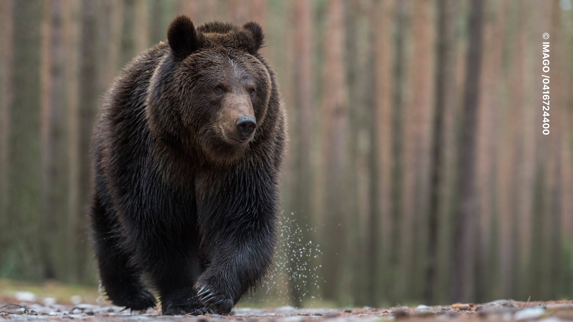 Mann vs. Bär – Warum Frauen lieber mit einem Bären alleine wären