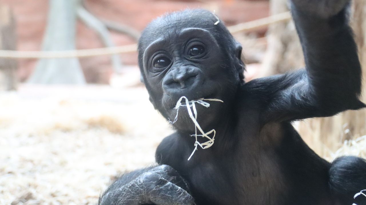 Ein Baby-Gorilla neckte Zoobesucher, indem er ihnen lustige Grimassen schnitt