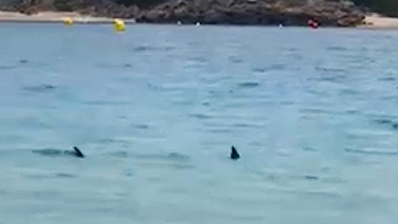 Britische Leute wurden aus dem See bestellt nach ein Hai ‘umgab’ Familien in Menorca