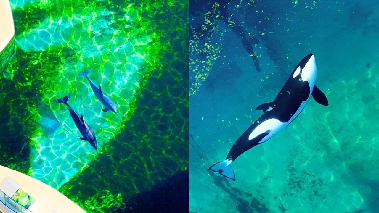 Video: Filmmaterial zeigt Frankreichs letzte beiden Orcas, die Monate nach der Schließung im Park festsitzen