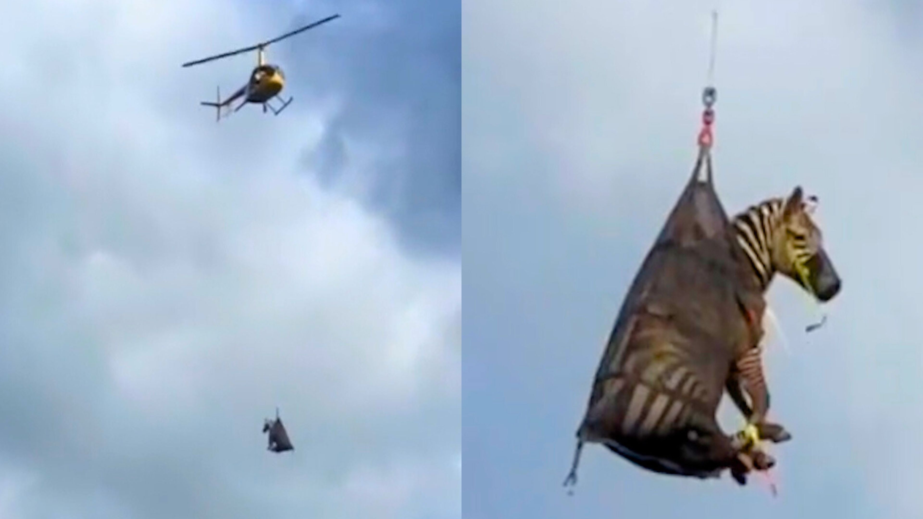 Video: Ed, das Zebra, nach einwöchiger Flucht in die Wildnis per Lufttransport gerettet