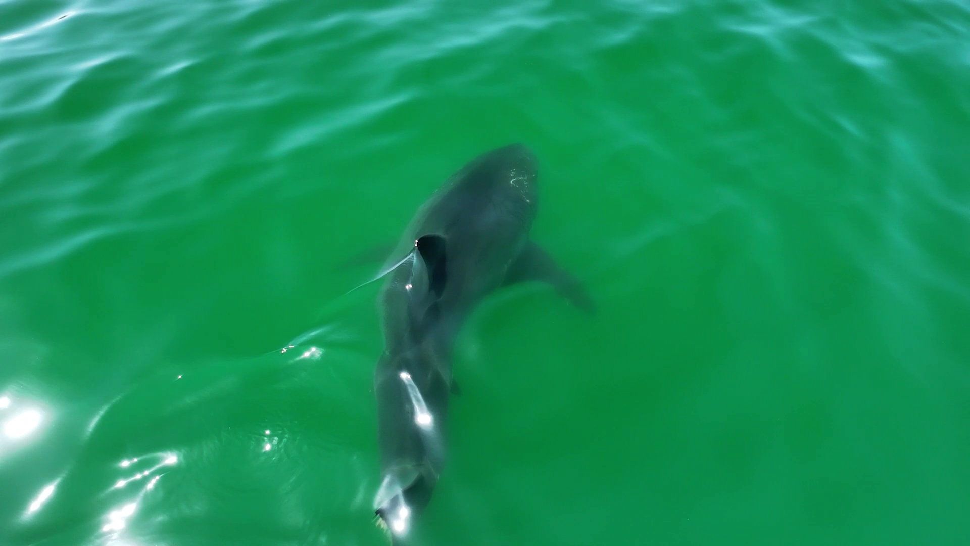 Video: 4,6 Meter langer, Weißer Hai in Ufernähe in Santa Monica gefilmt