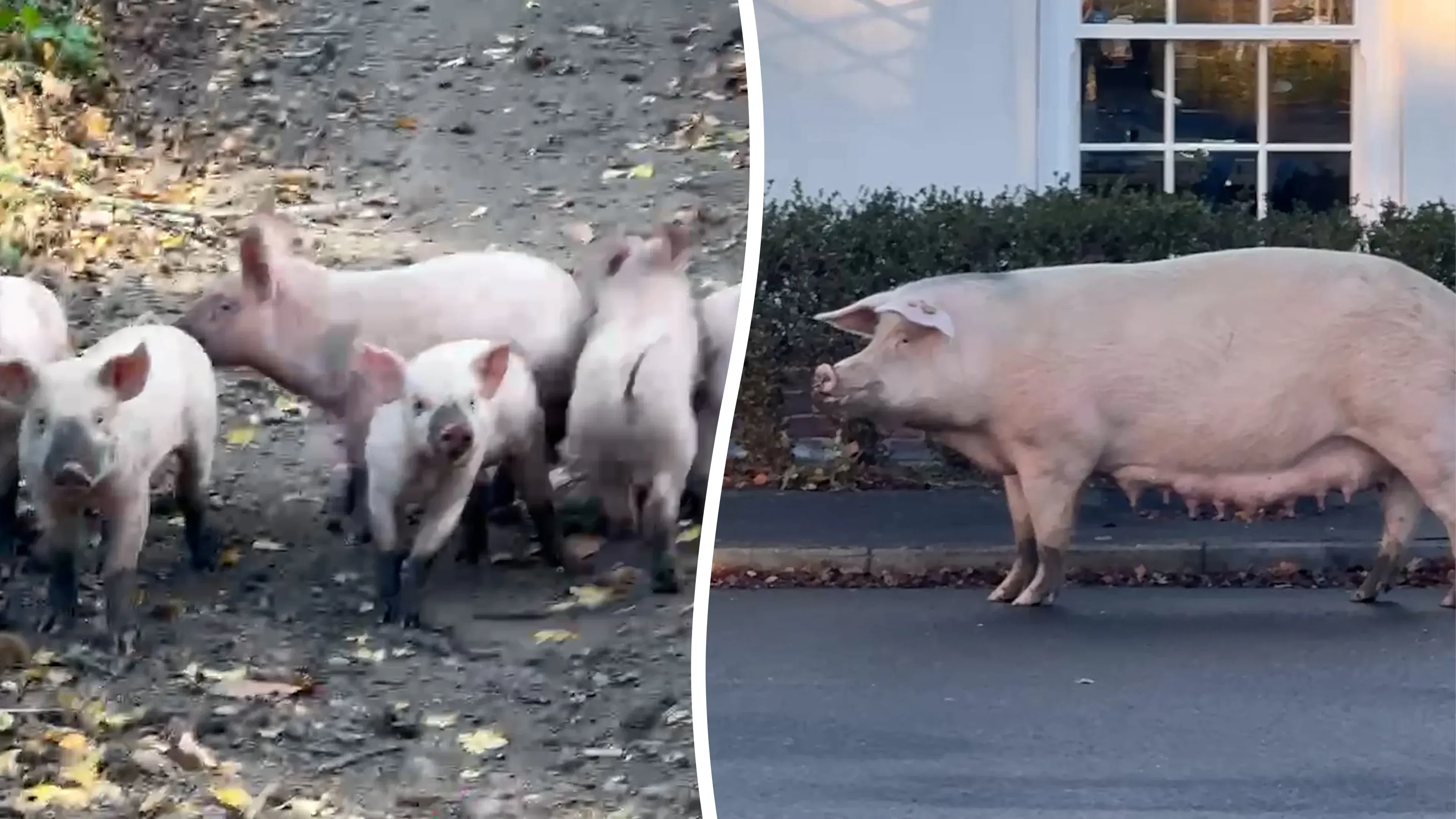 Video: Eine Bande ausgelassener Schweine treibt ihr Unwesen auf den Straßen Großbritanniens (Großbritannien)