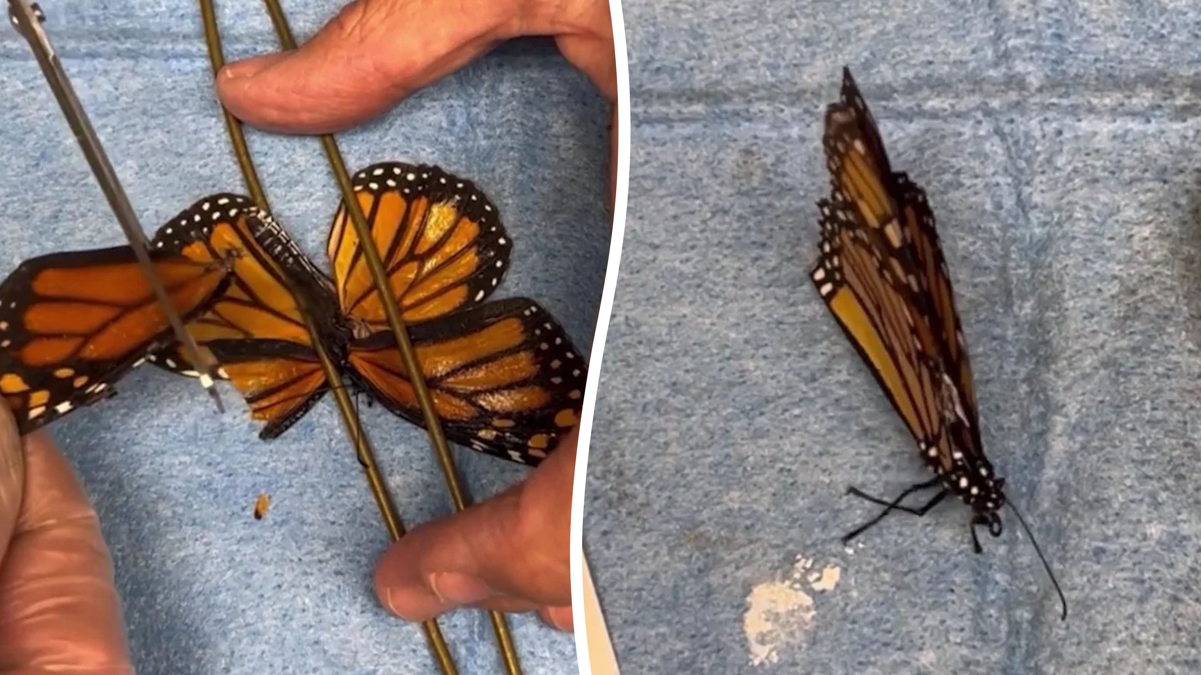 Video: Verletzter Schmetterling kann nach einer Flügeltransplantation von einem totem Insektwieder fliegen