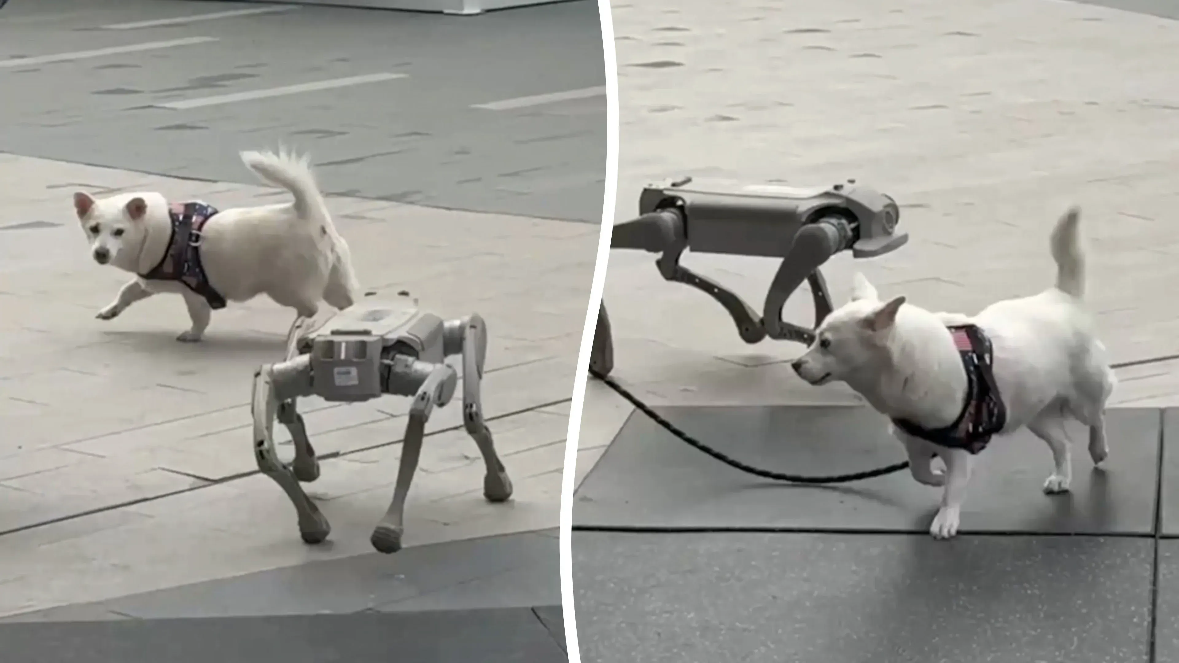 Video zeigt Roboterhund beim Spielen mit echtem Hund