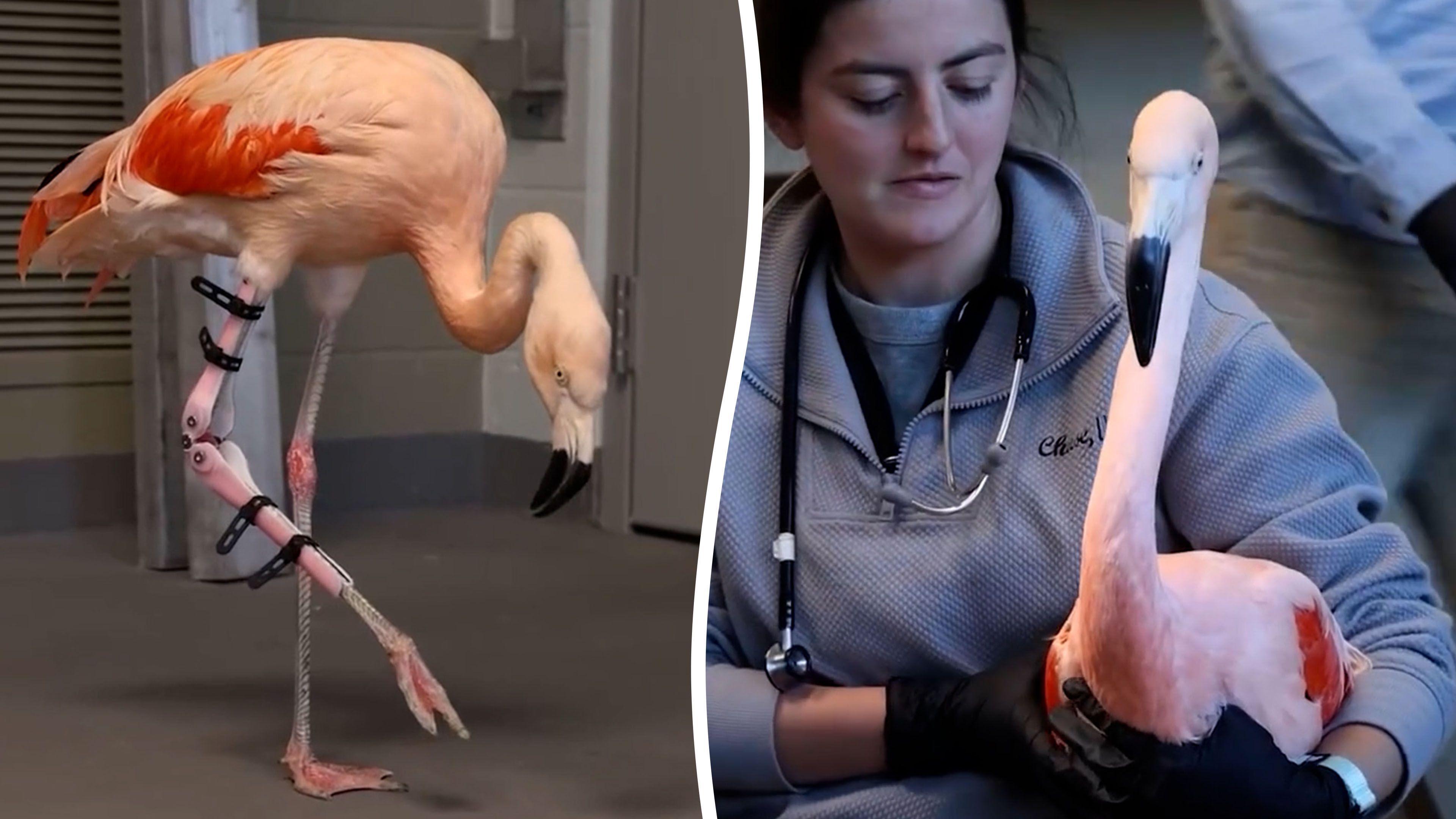 Video: Spezielle Schienen für verletzte Flamingos