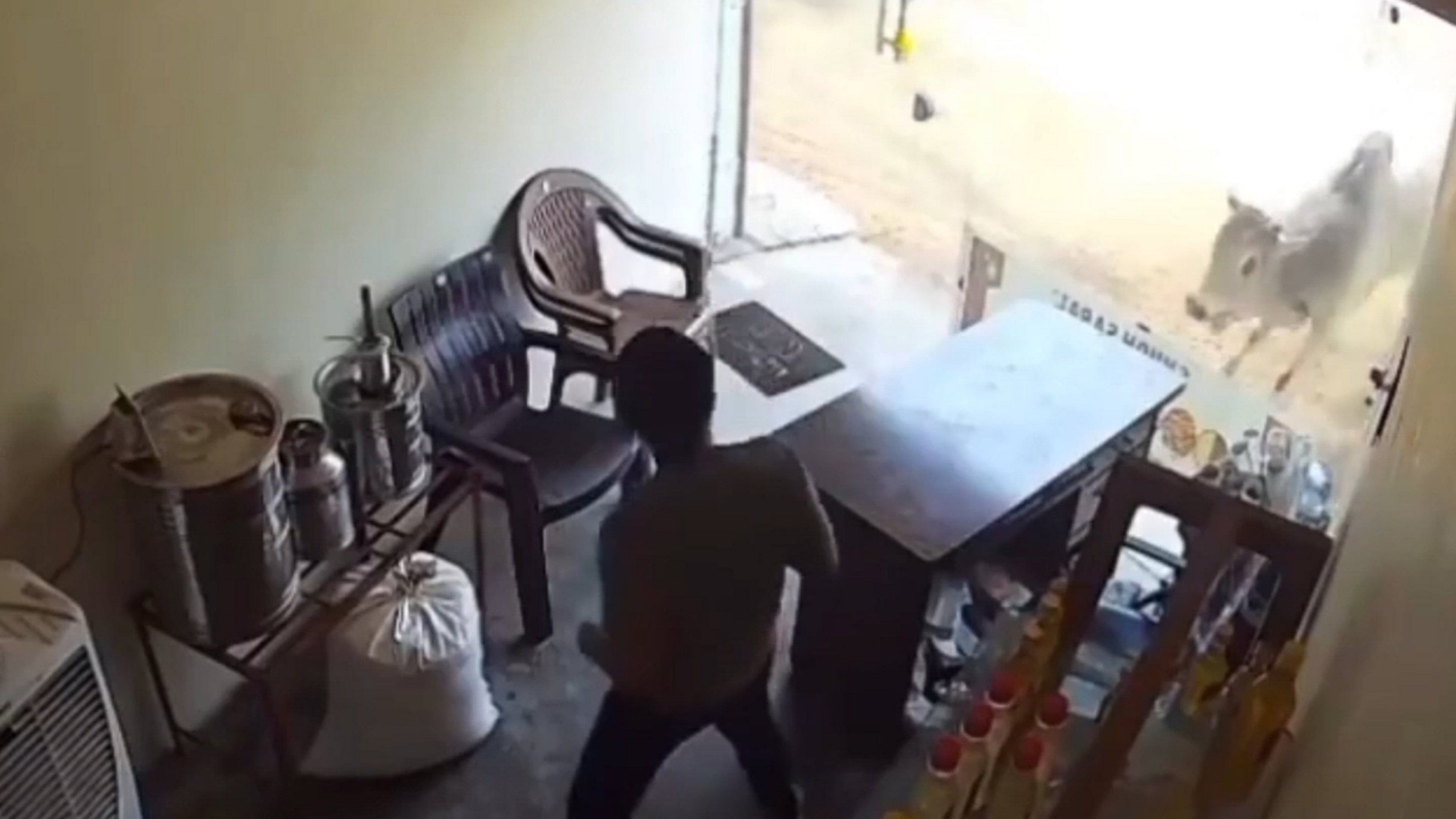 Video: Chaos entsteht, als brünstige Bullen durch ein Schaufenster brechen und Glas und Möbel durch die Luft fliegen lassen.