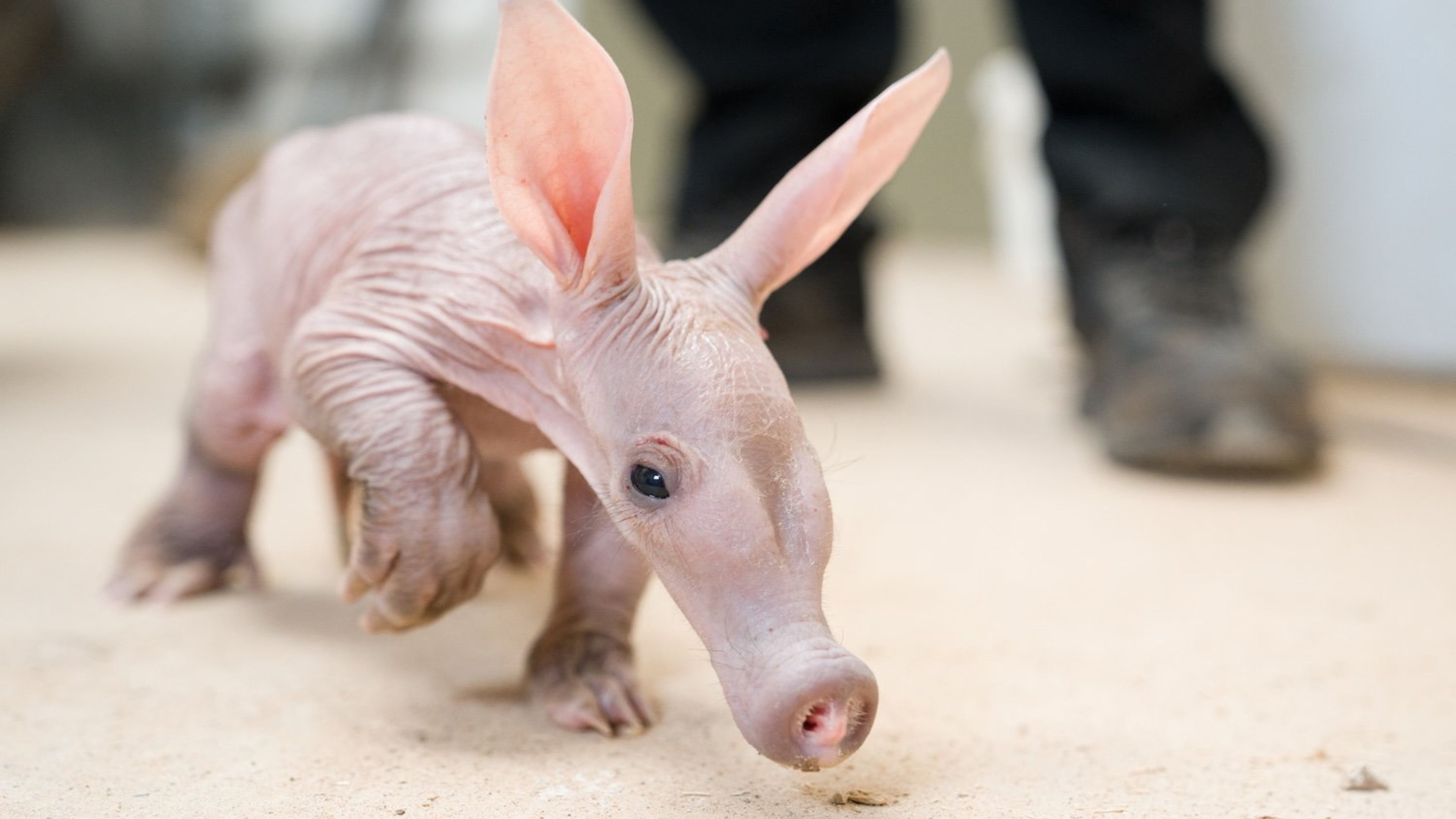 Video: Tierpfleger ziehen Erdferkel-Baby mit der Flasche auf