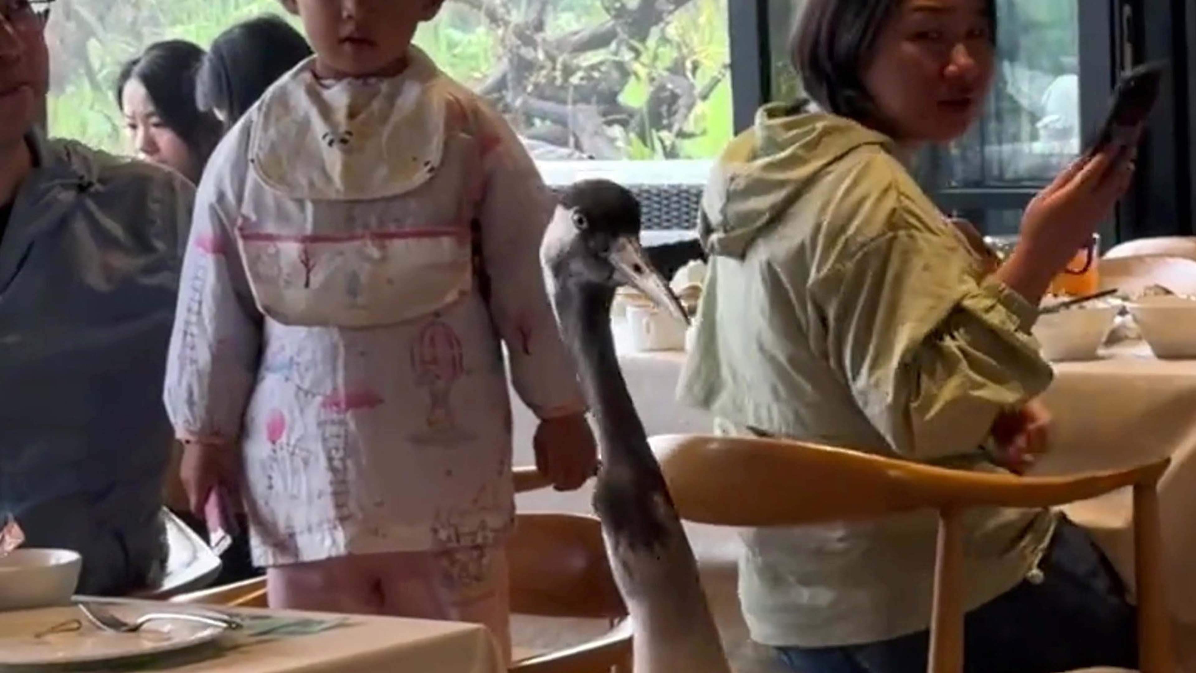 Video: Ein Kranich spaziert in ein Restaurant und bedient sich am Essen