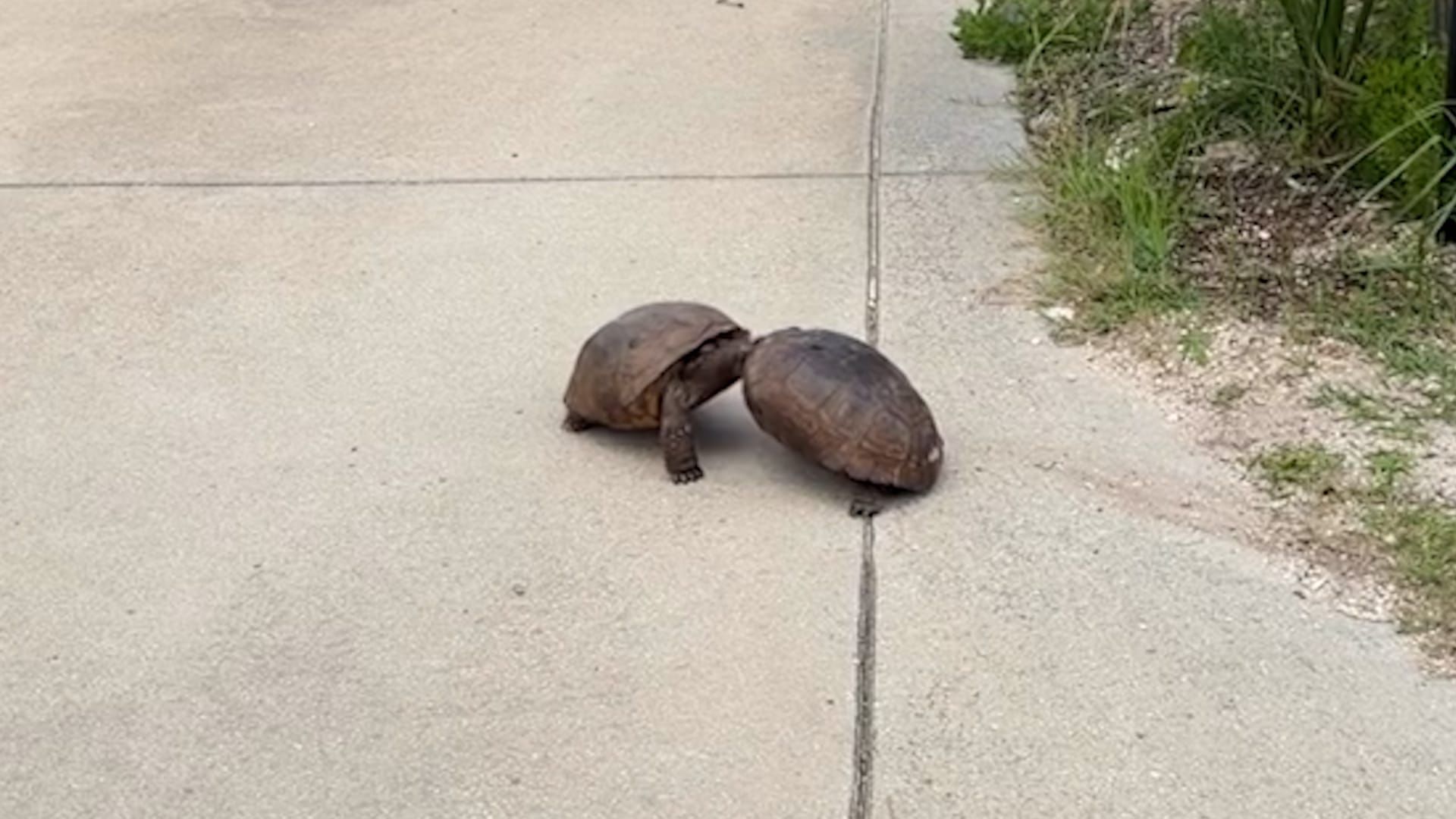 Video: Zwei Schildkröten beim Kämpfen in einer Wohnhauseinfahrt entdeckt