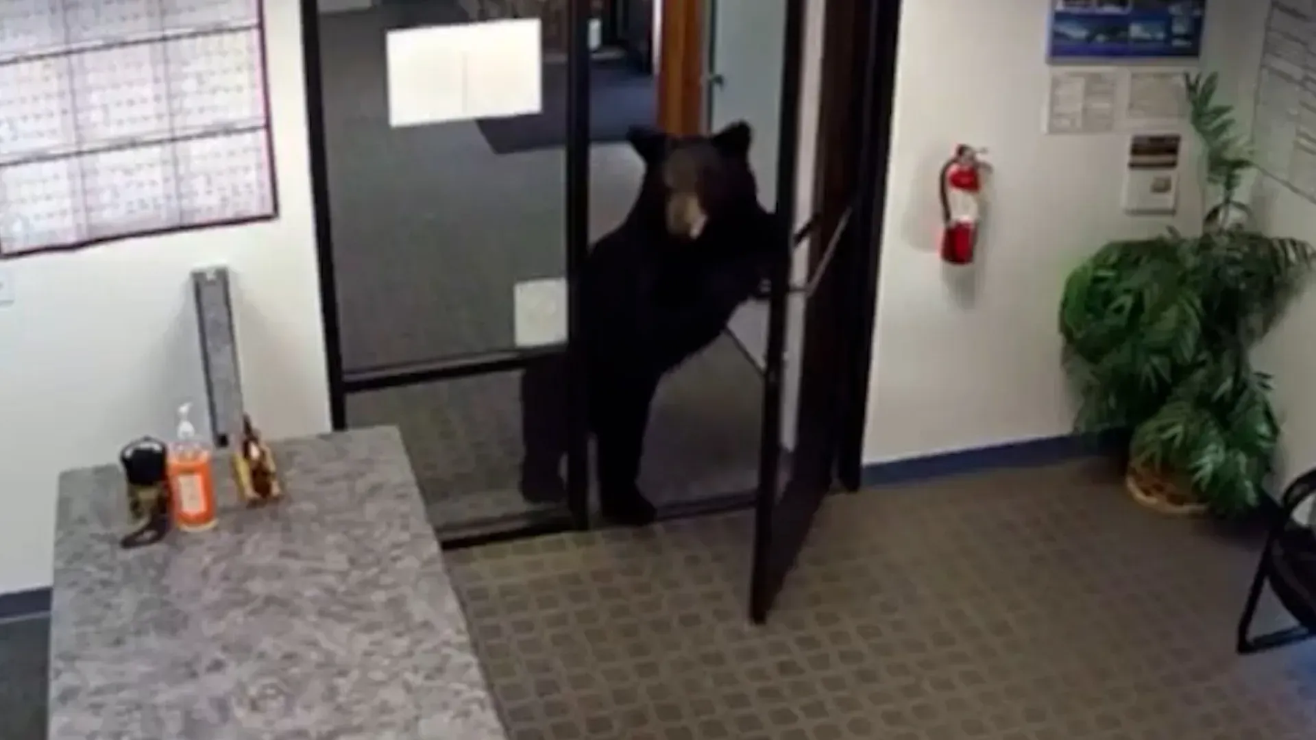 Video: Schwarzbär dringt in ein Büro in Kalifornien ein und verschwindet wieder im Wald