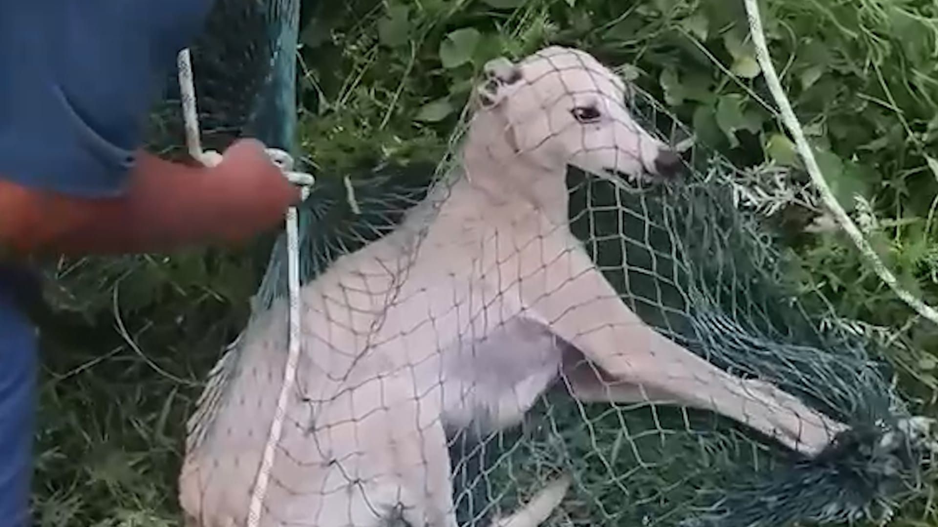 Video: Streunender Hund gerettet, nachdem er tagelang in verlassenem Reservoir in China festsaß