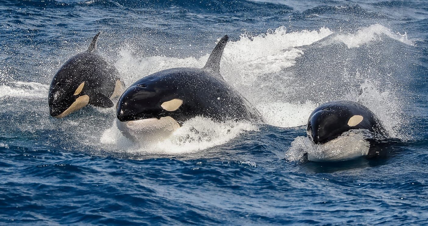 Video: Seltenes Filmmaterial von Orcas und Pottwalen im erbitterten Kampf