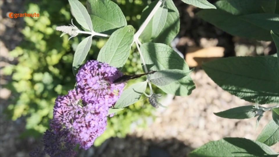 Schdlicher Garten: Diese 3 Pflanzen wrde kein Naturfreund pflanzen