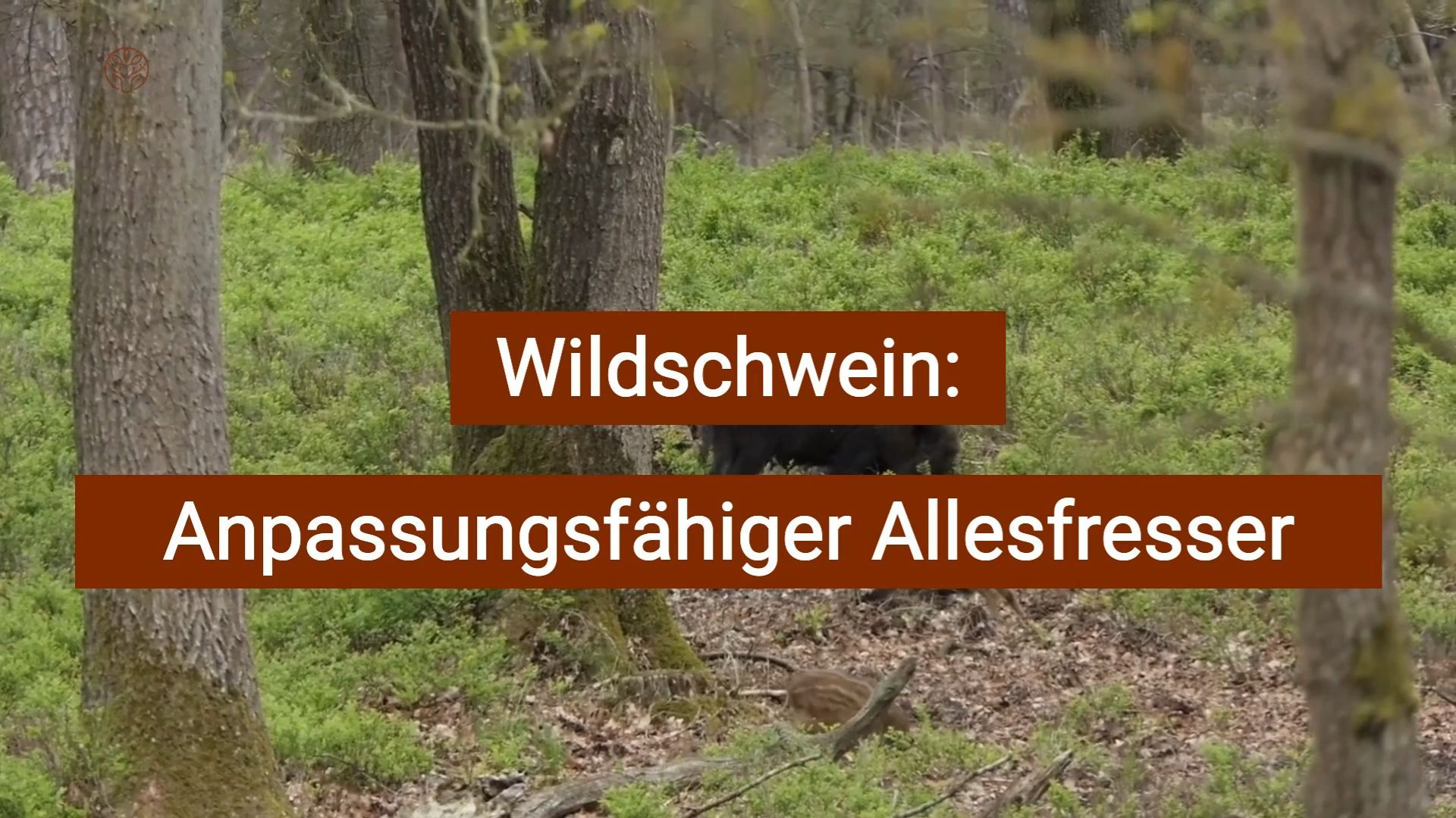 Facts about Wild Boars: Behavior, Mating, and Special Abilities