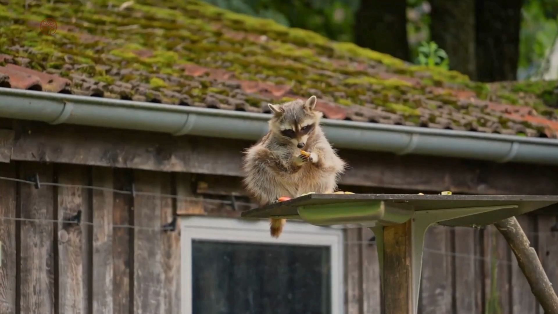 Masked Robber: The Life and Plunder of Raccoons