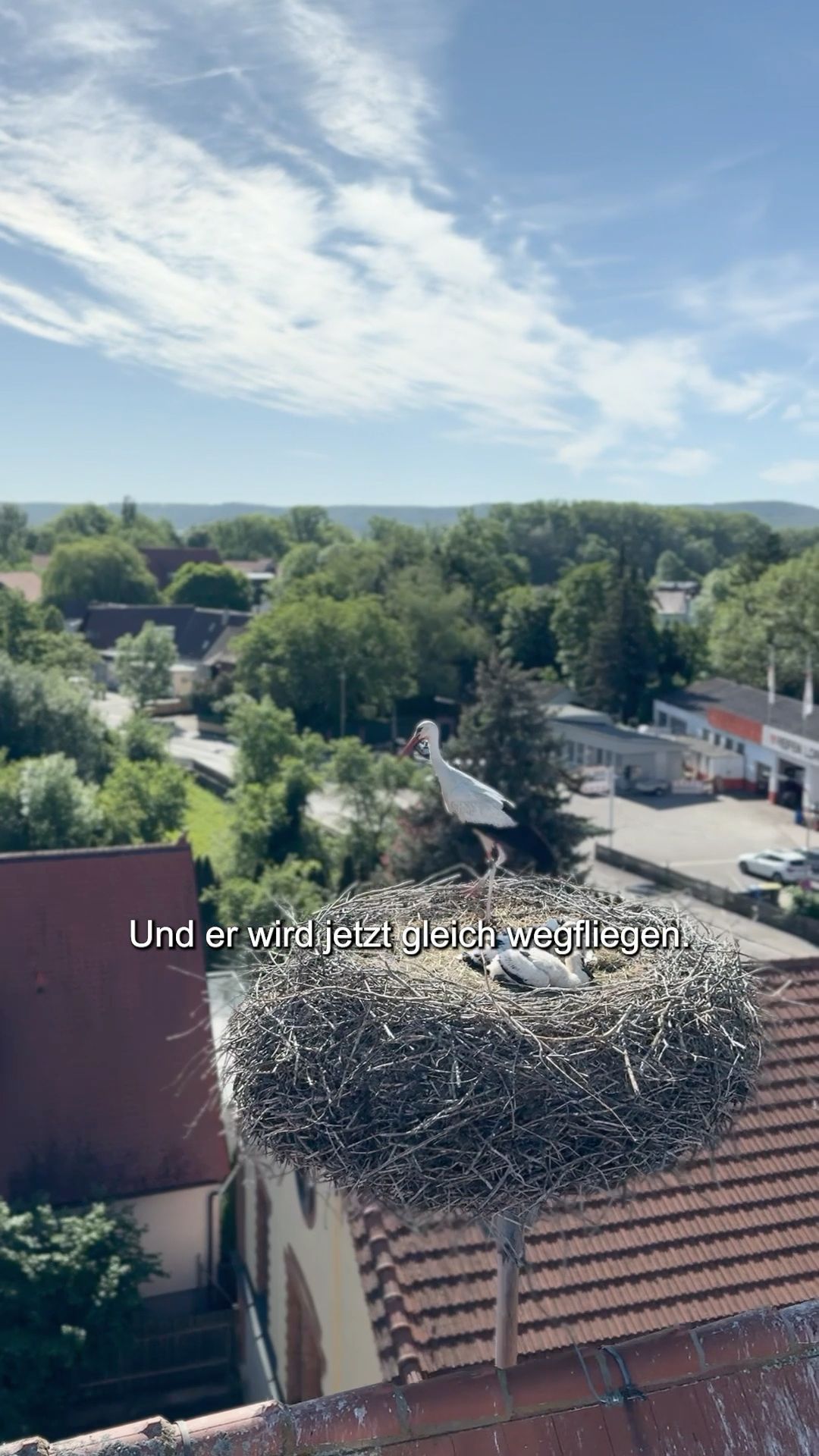 Video: Storchenberingung in Bad Windsheim