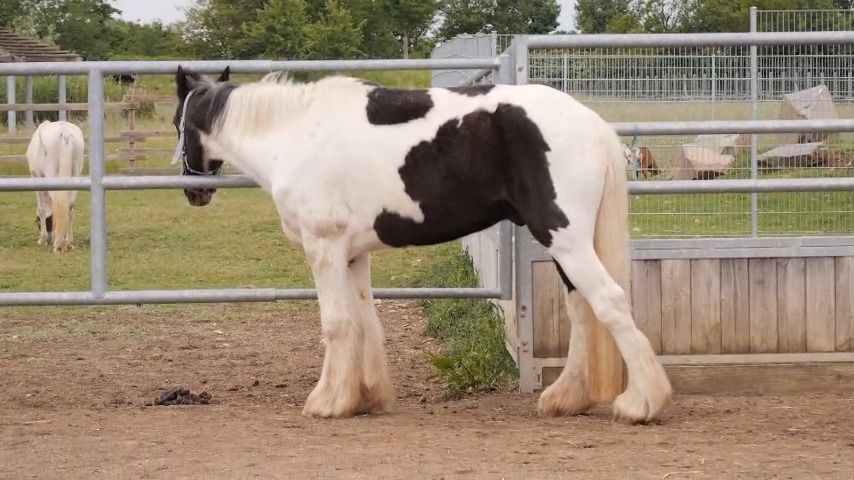 Pferd Balou: Von jahrelangem Leiden zu einem glücklichen Zuhause in Königsbrunn