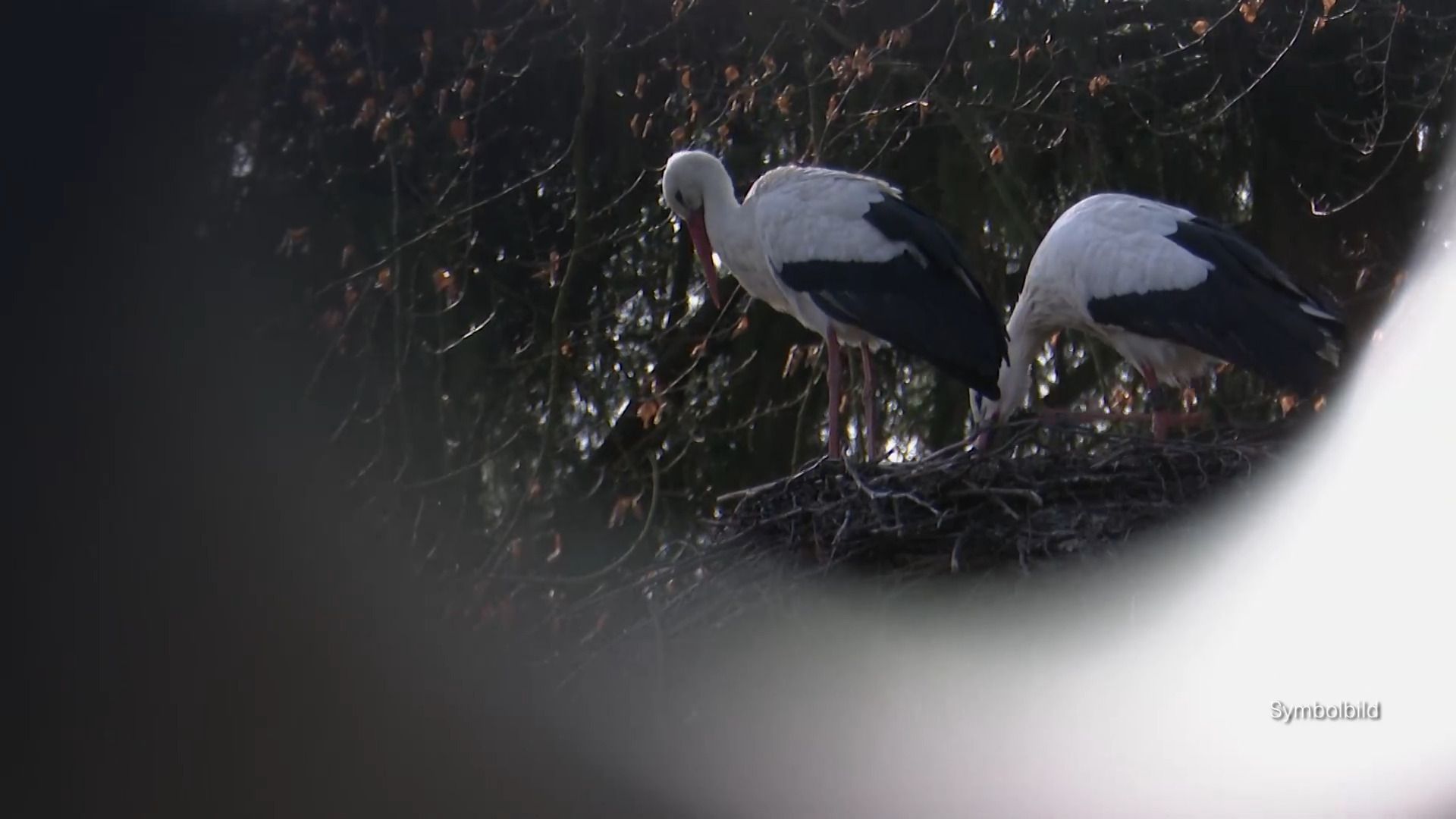 Video: a.tv kompakt: Vogelgrippe breitet sich im Stadtgebiet Augsburg aus