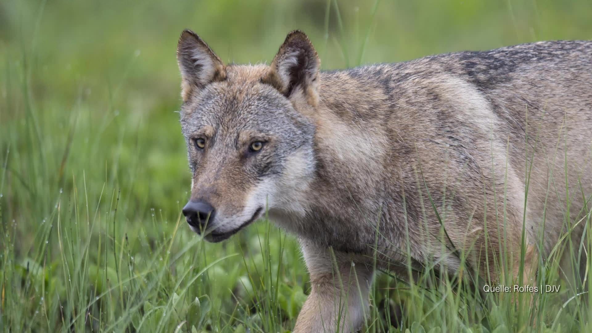 Video: Schafe gerissen - ob es ein Wolf war, wird geprüft