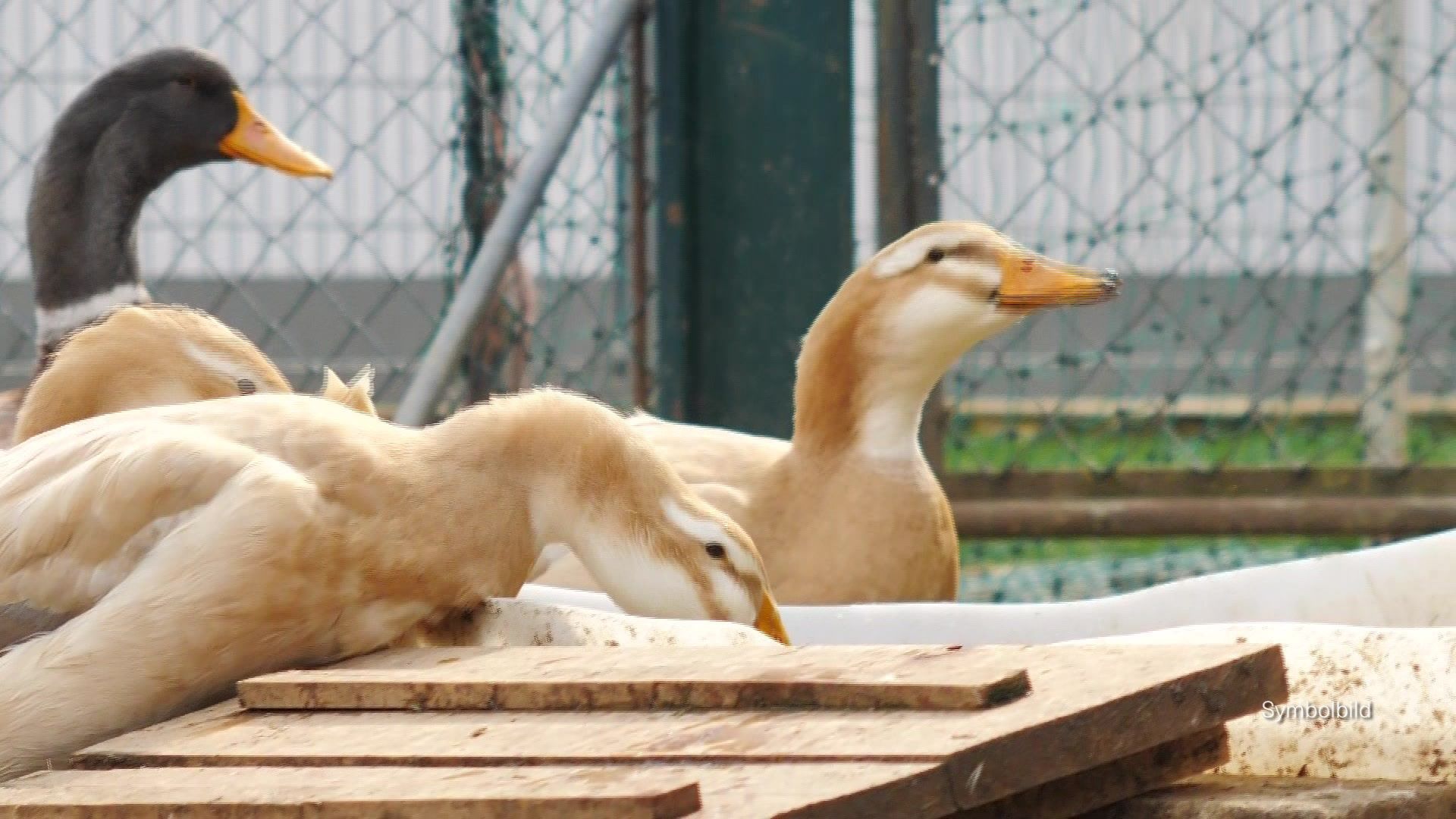 Video: Vogelgrippe - ist die Gans an Weihnachten in Gefahr?