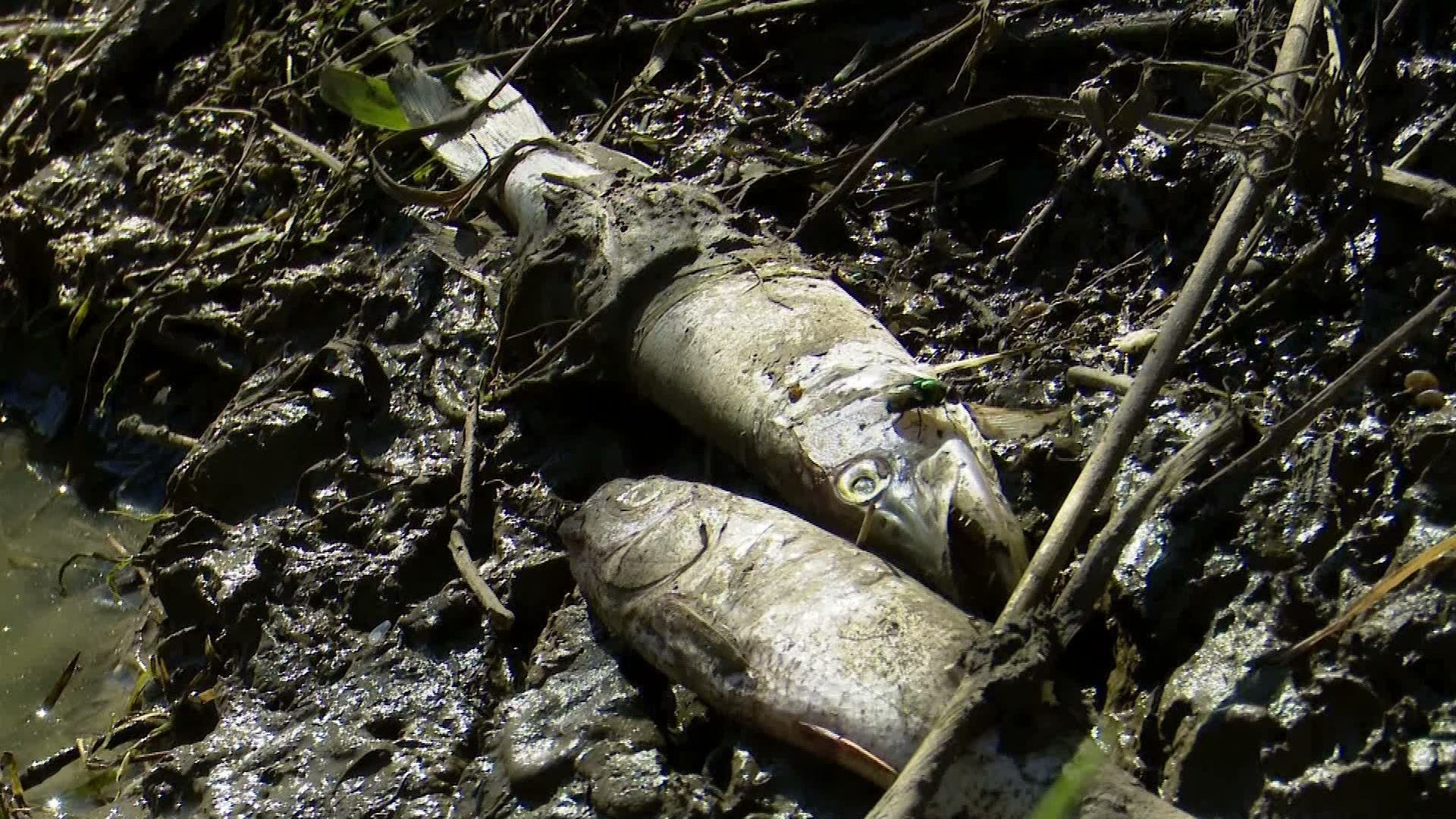 Video: Rettung vor dem Austrocknen – Fischretter kämpfen um jedes Tier