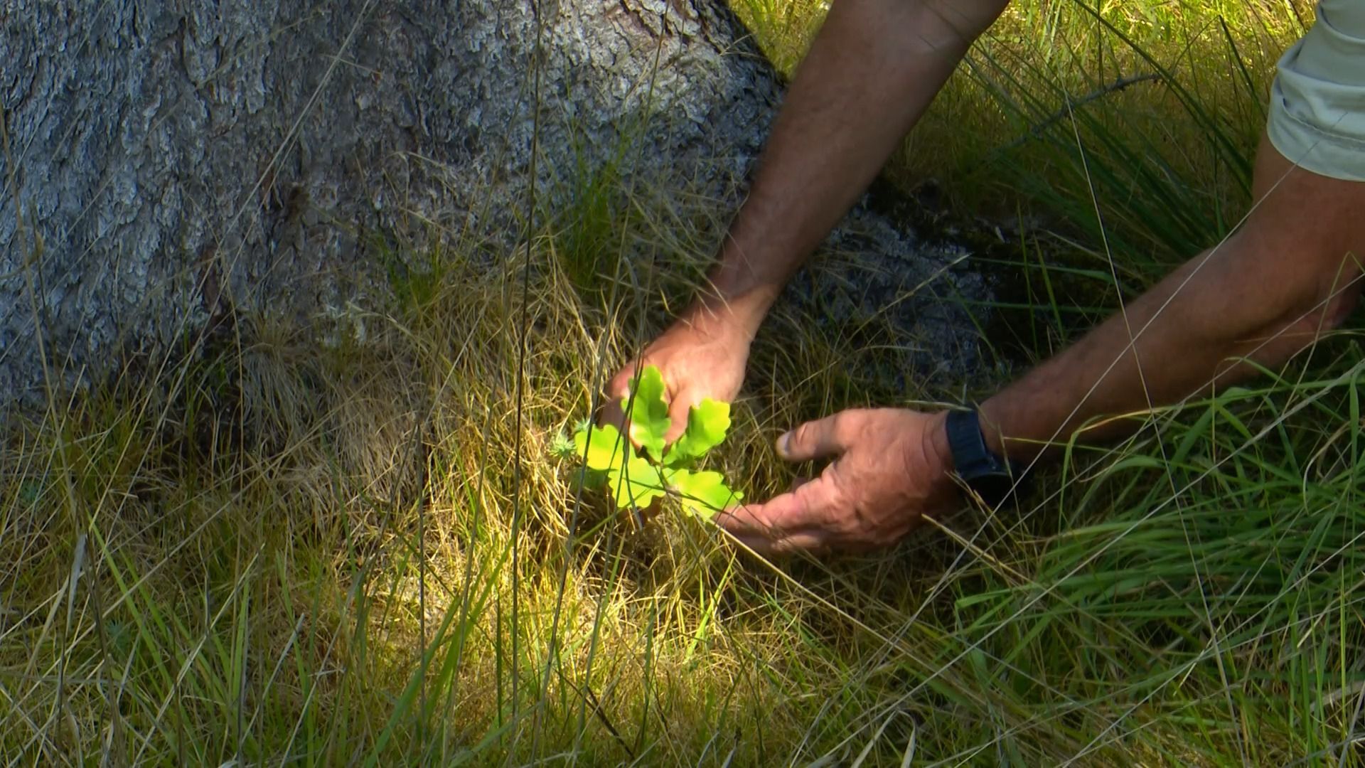 Video: Trockenstress im Wald – Welche Bäume noch eine Zukunft haben