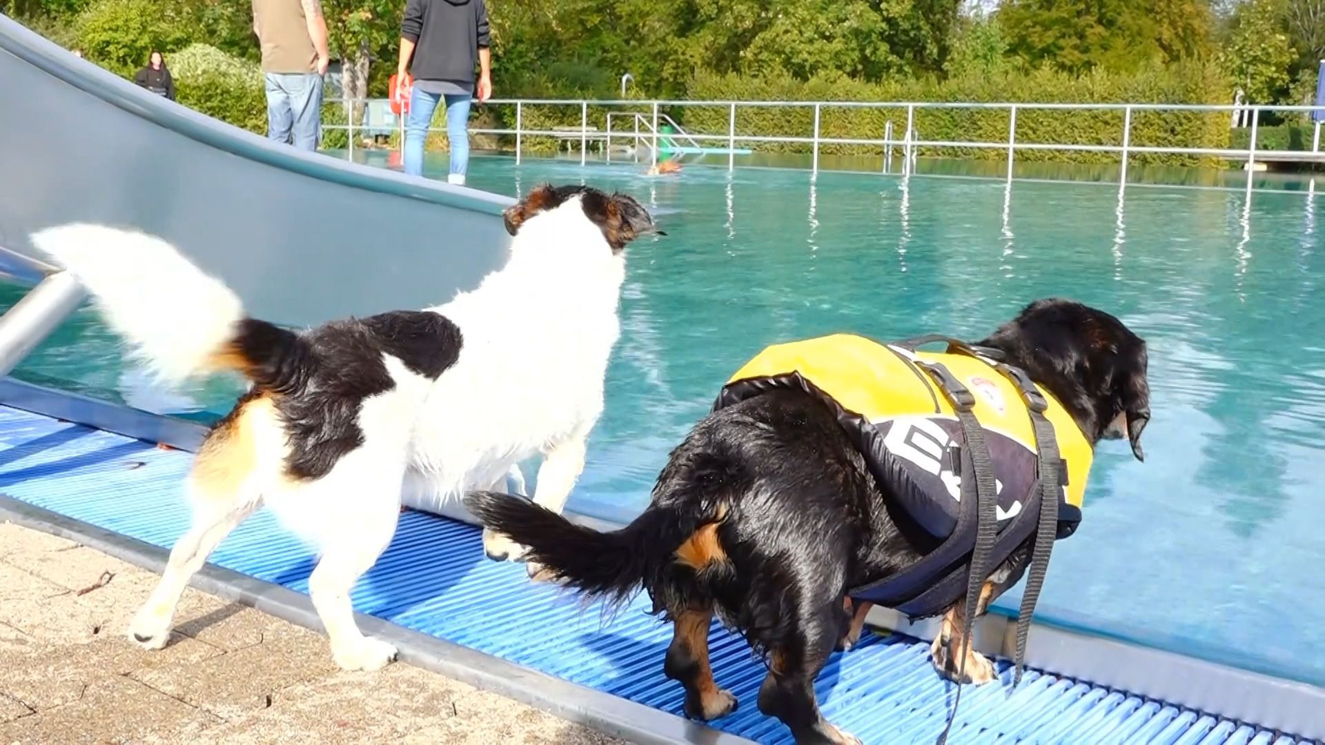 Video: Badespaß für Vierbeiner beim Hundeschwimmen im Günzburger Waldbad