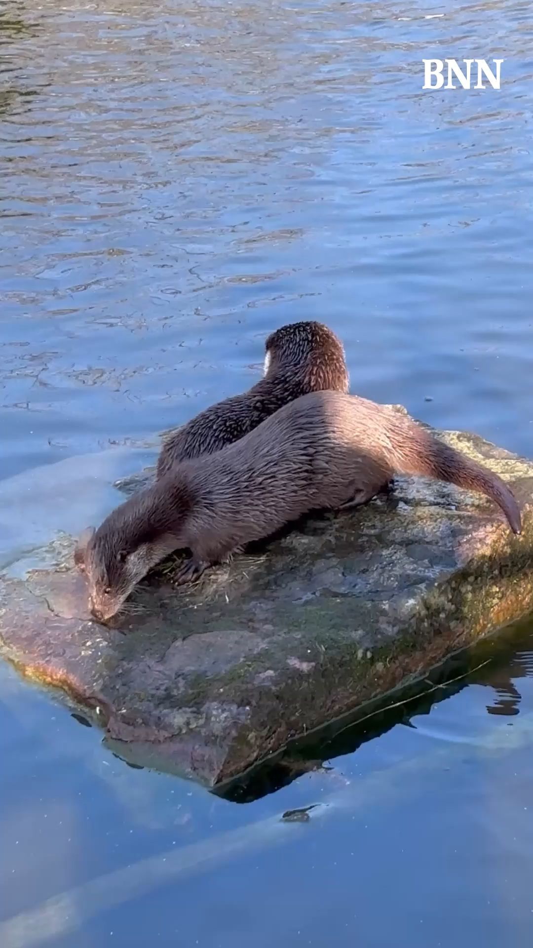 Video: Eindrücke aus dem Wildpark Pforzheim