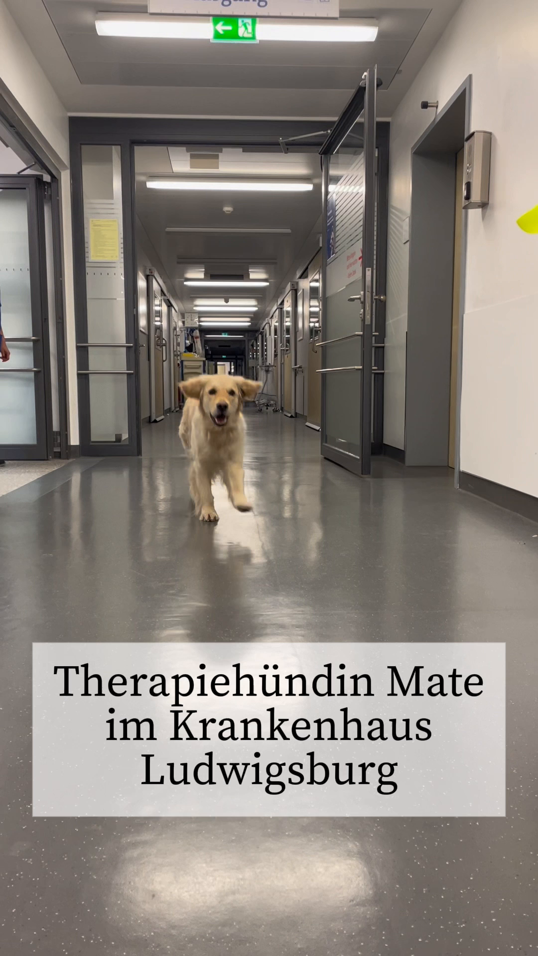 Video: Therapiehündin Mate im Einsatz im Ludwigsburger Klinikum