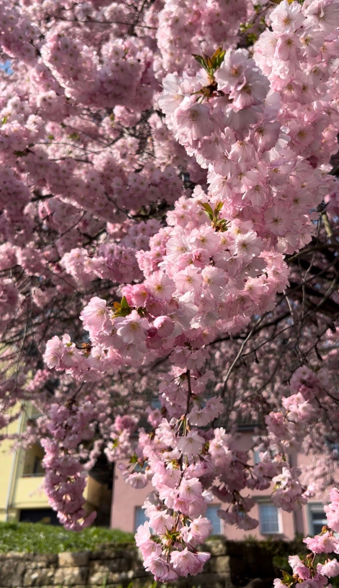 Video: Kirschblüten im Landkreis Ludwigsburg: Fotospots und Naturhighlights