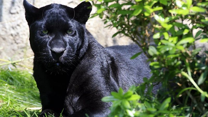 Ausnahmezustand: Bulgarien sucht nach schwarzem Panther