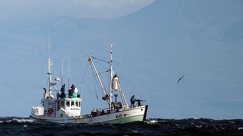 Video: Island nimmt Walfang wieder auf: Erste Wale seit 2023 getötet