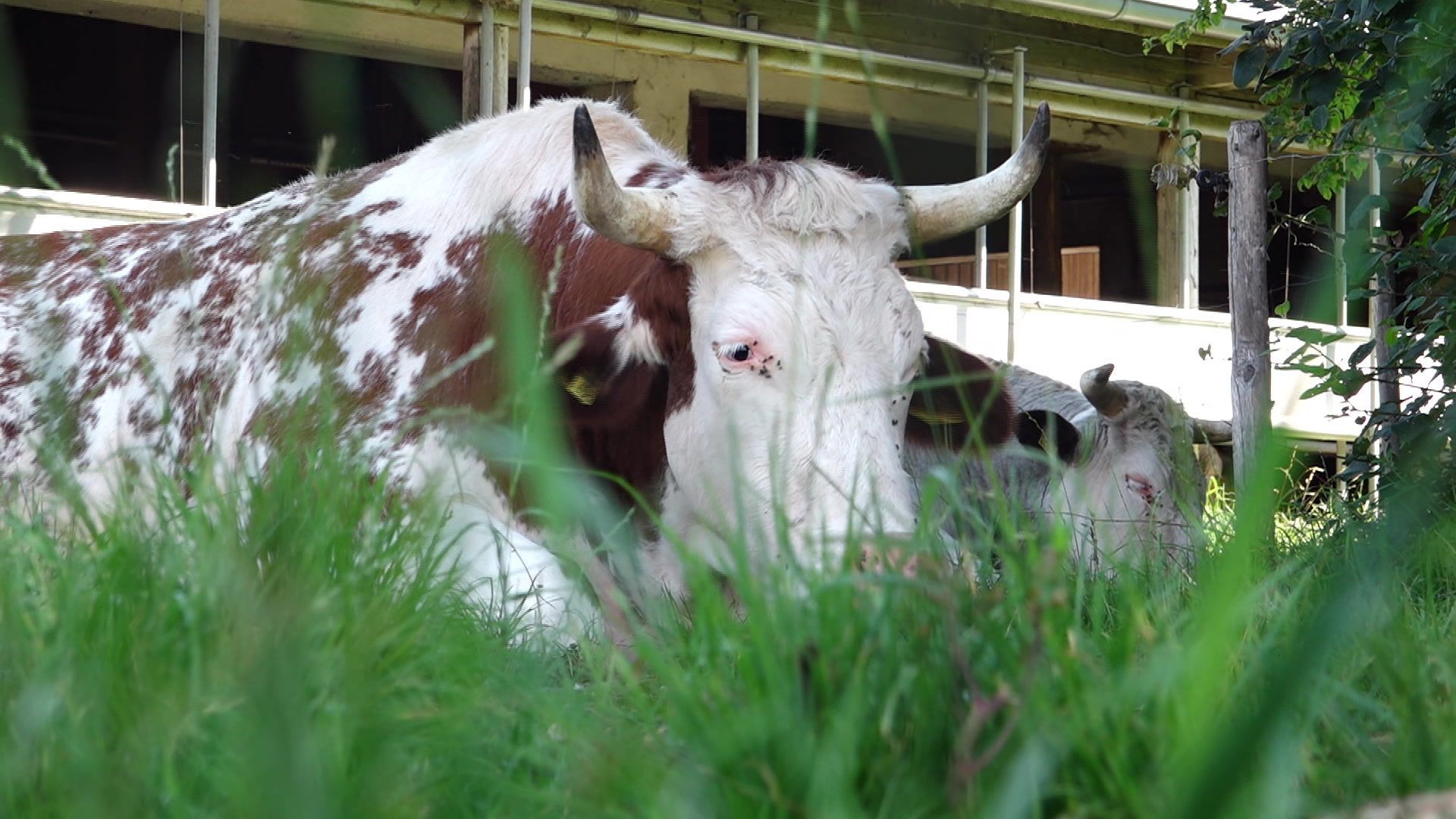 Livestock farming without animal suffering - Cows find a new home at the sanctuary