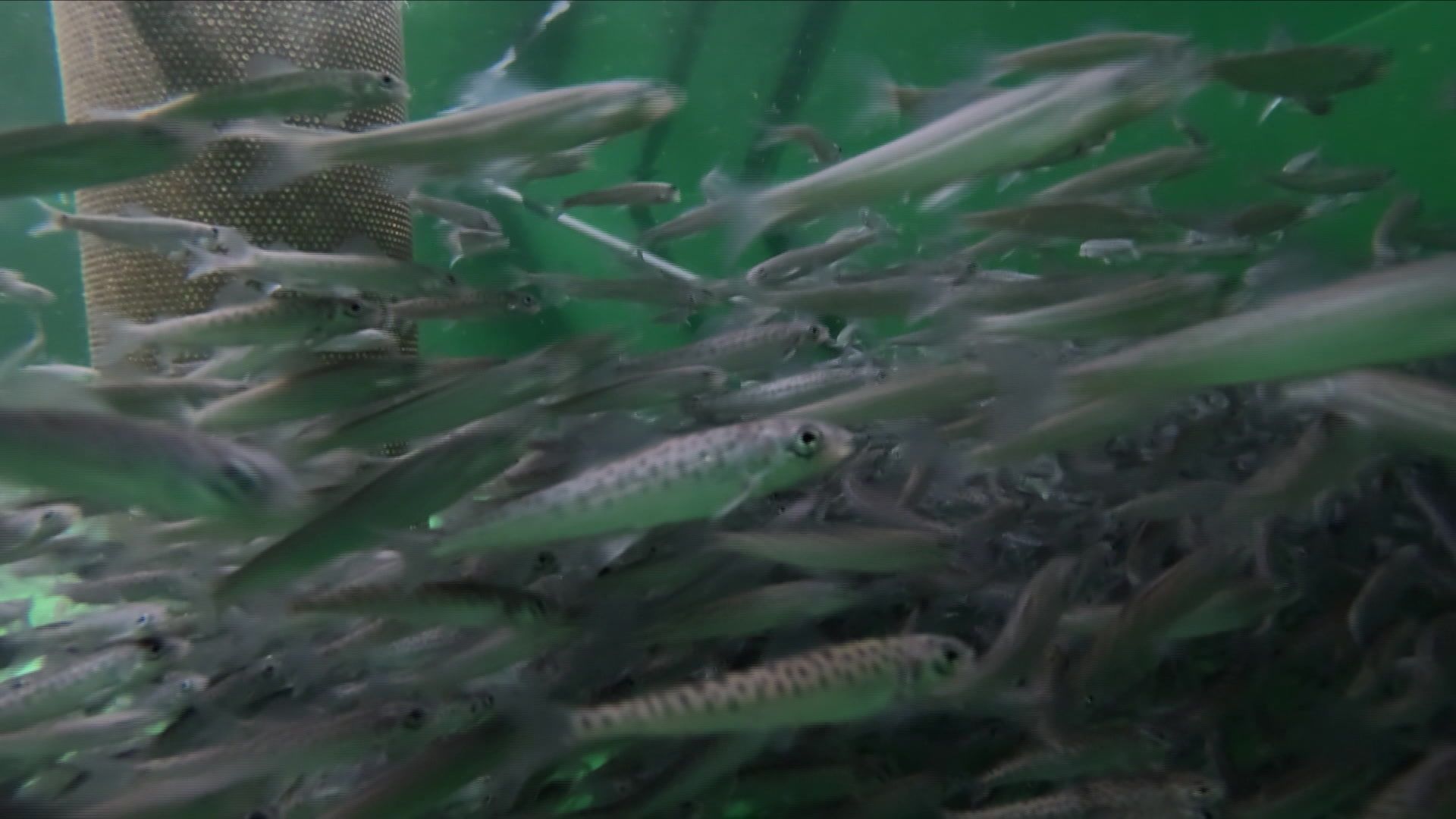 Fish in Need: Why Sturgeons, Graylings, and Others Can't Make It Alone