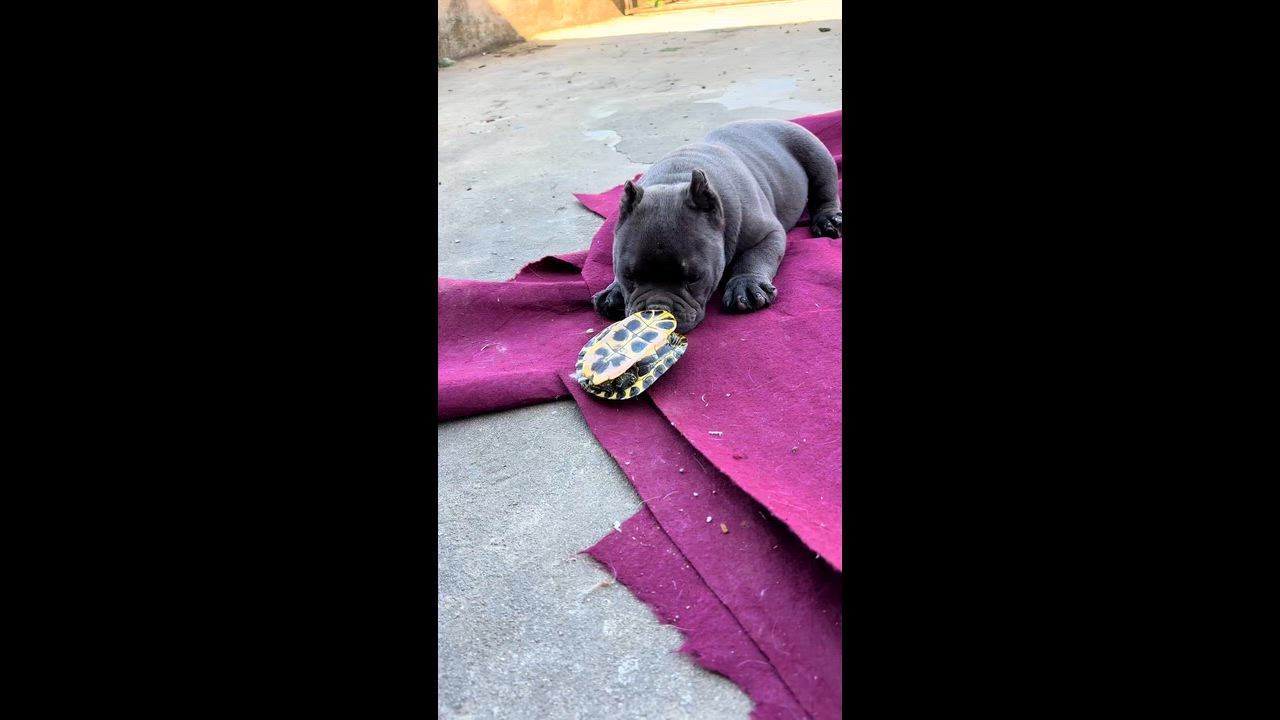 Video: China: Amerikanischer Bully nach neugieriger Begegnung mit Schildkröte in Anhui, China erschreckt