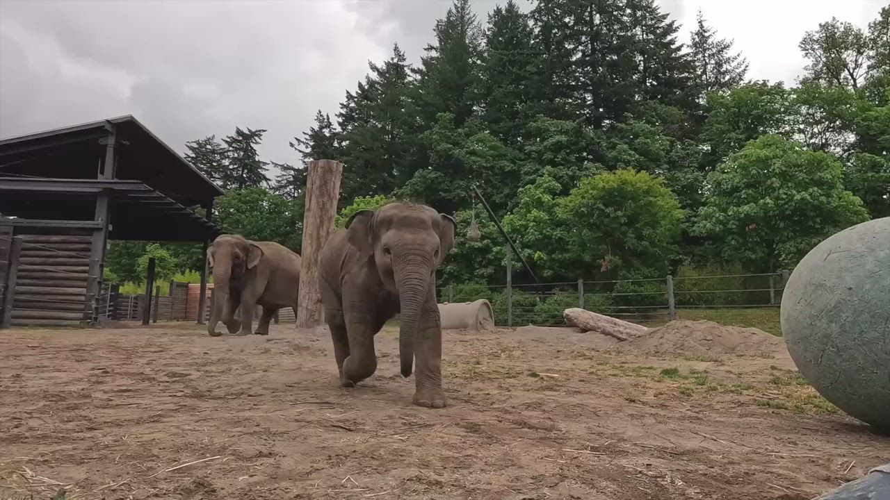 Video: USA: Junger Elefant zeigt Fußballkünste mit riesigem Ball in Oregon