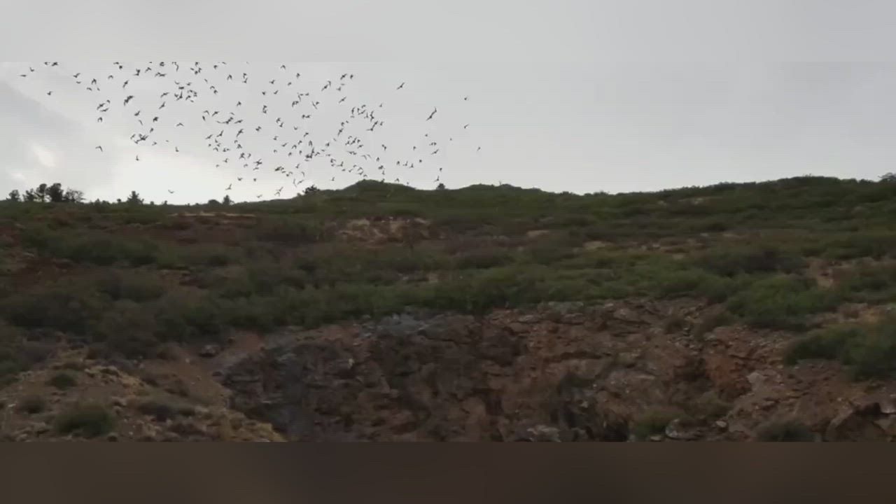 Video: US: Tausende Fledermäuse schwärmen in spektakulärem Sommerflug über den Himmel Colorados