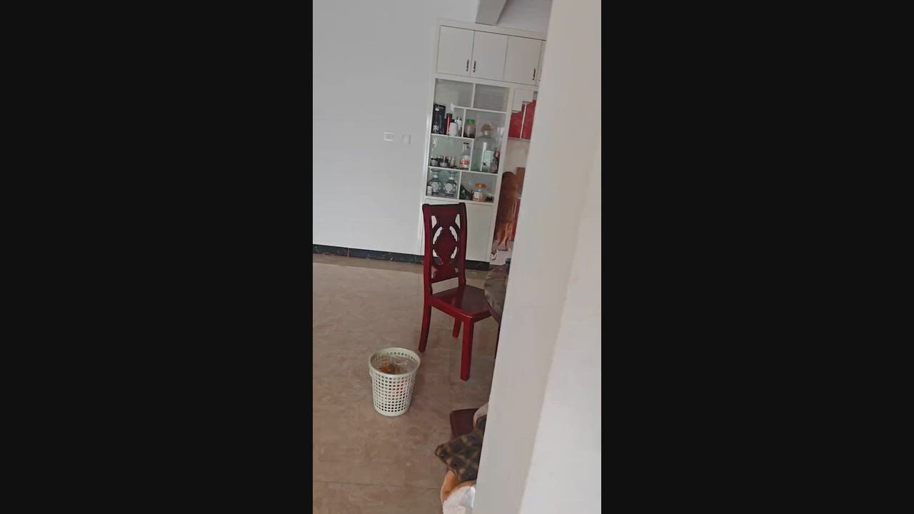 Video: China: Hund wird auf komische Weise erwischt, als er versucht, in Yunnan eine Ente zu stehlen