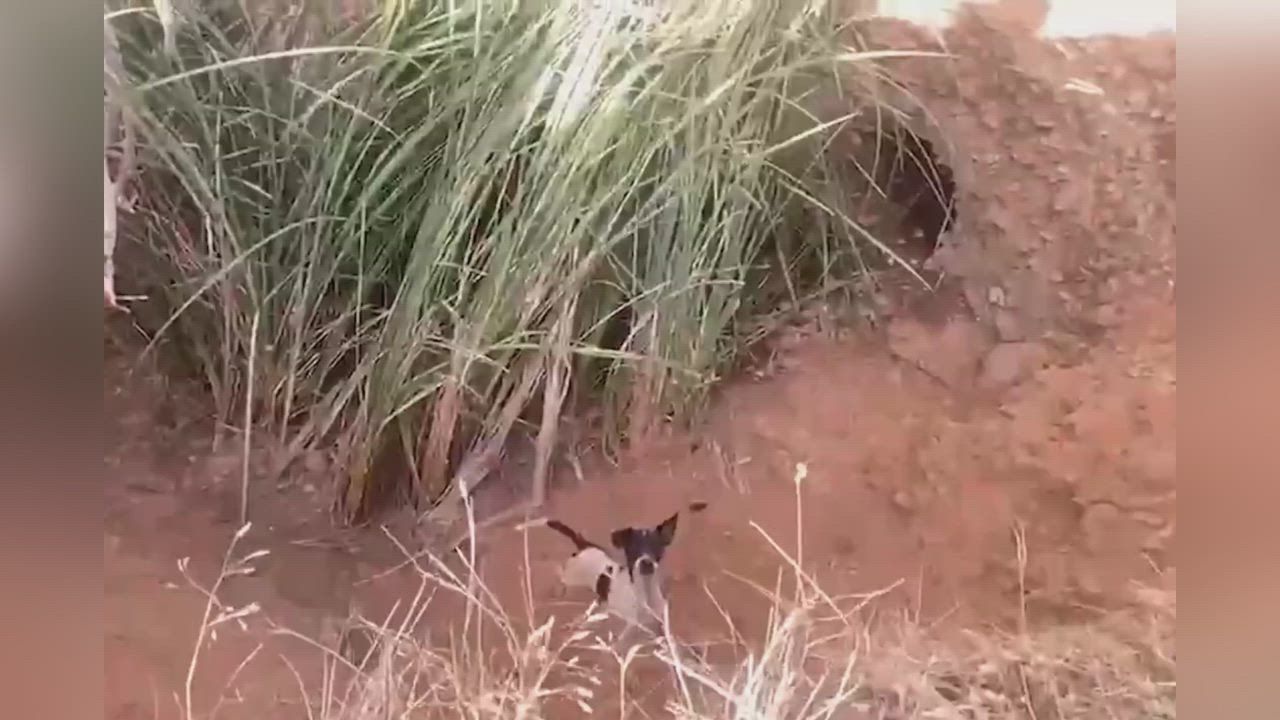 Video: Spanien: Spanischer Beamter steigt in 16 Fuß tiefen Brunnen, um zwei stark unterernährte Hunde zu retten