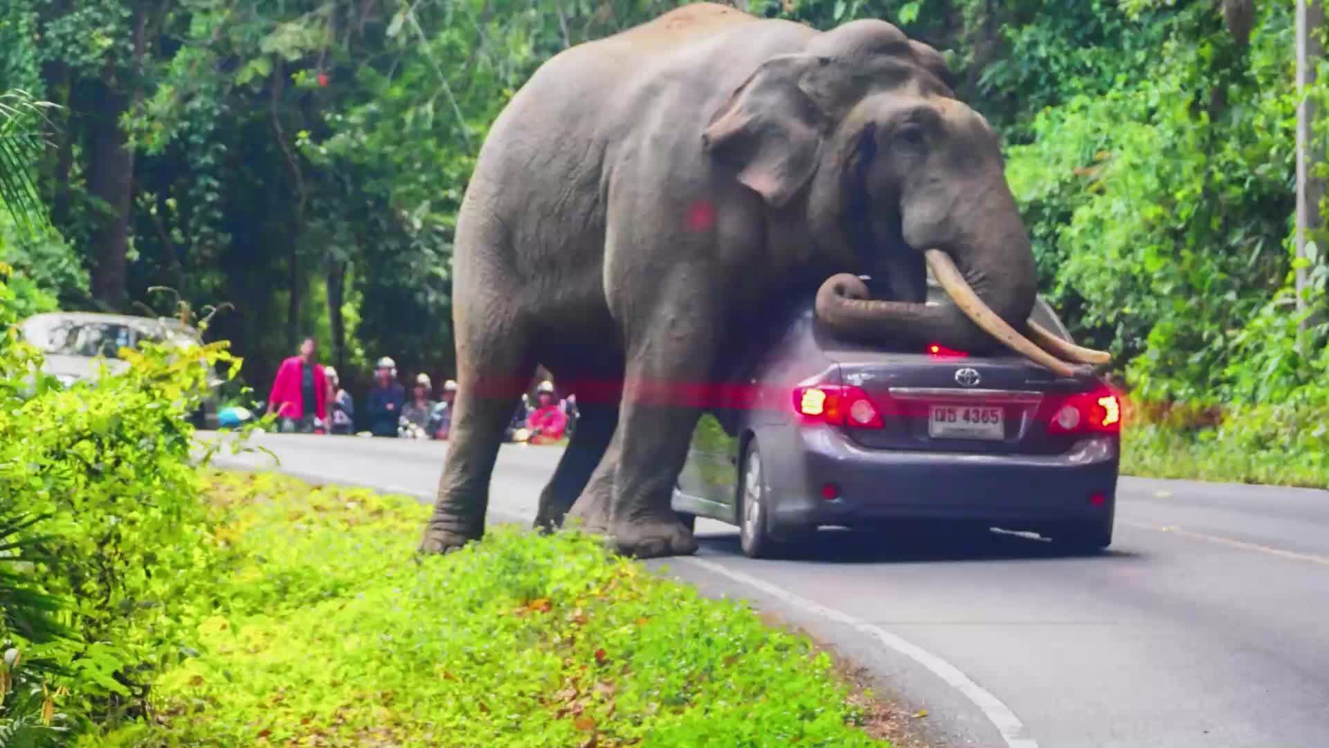 Heftige Aufnahmen: Elefant setzt sich auf besetztes Auto